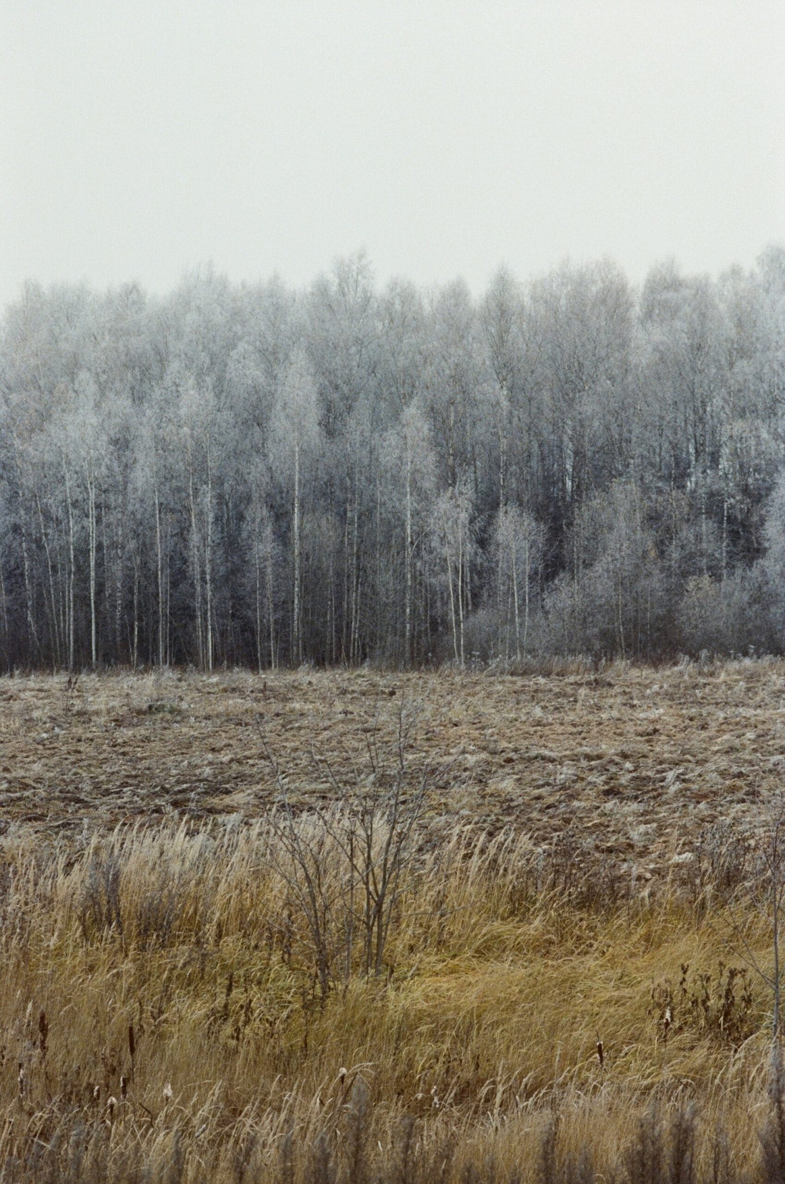 a field of grass and trees